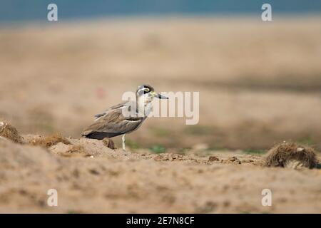 Grand genou épais (Esacus recurvirostris) marchant sur la rive de la rivière Banque D'Images