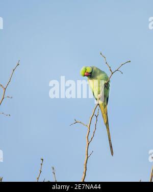 Parakeet rosé (Psittacula krameri) perché sur une branche Banque D'Images