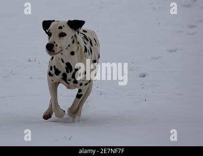 Dalmatien courant sur un terrain enneigé Banque D'Images