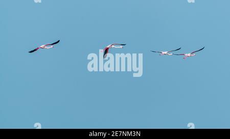 Flamants roses en vol sur ciel bleu Banque D'Images