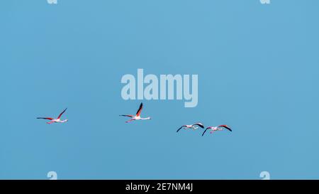 Flamants roses en vol sur ciel bleu Banque D'Images