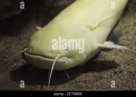 Poisson-chat Wels (Silurus glanis), également connu sous le nom de poisson-chat. Banque D'Images