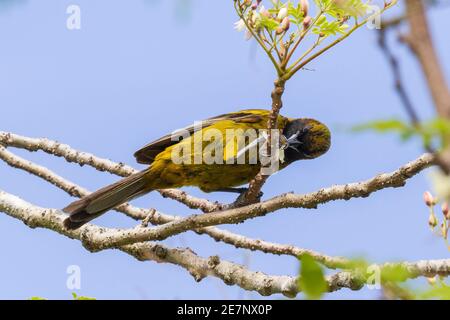 Oriole cubaine, Icterus melanopsis, oiseau unique se nourrissant du nectar de fleur, Playa Larga, Cuba, 26 mars 2010 Banque D'Images
