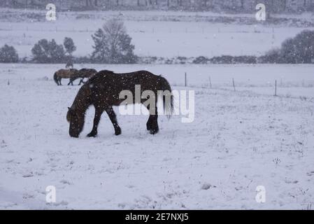 Trois chevaux dehors dans la neige Banque D'Images