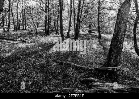 Image en noir et blanc de Bluebell Woods avec lumière du soleil diffusion à travers les branches créant des motifs au printemps du sol forestier Banque D'Images