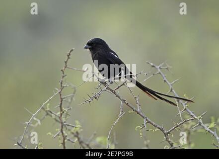 Magpie Shrike (Corvinella melanoleuca expressa) adulte perchée sur le mont Kruger, en Afrique du Sud Novembre Banque D'Images