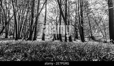 Image en noir et blanc de Bluebell Woods avec lumière du soleil diffusion à travers les branches créant des motifs au printemps du sol forestier Banque D'Images