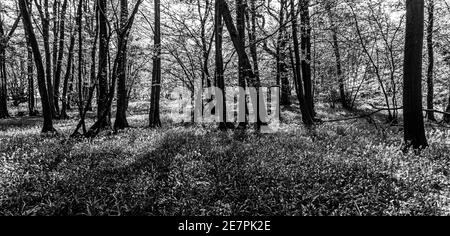 Image en noir et blanc de Bluebell Woods avec lumière du soleil diffusion à travers les branches créant des motifs au printemps du sol forestier Banque D'Images