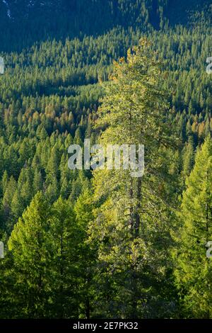 Vue depuis Independence Rock, West Cascades Scenic Byway, Willamette National Forest, Oregon Banque D'Images