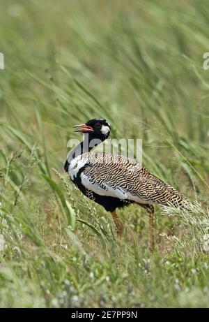 Bustard noir du Nord (Afrotis afraoides afraoides) adulte homme appelant la réserve naturelle de Rietvlei, Afrique du Sud Novembre Banque D'Images