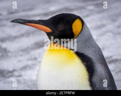 King Penguins Calgary Zoo Alberta Banque D'Images