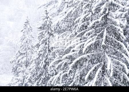 Forte chute de neige sur Montpelier, Vermont, Nouvelle-Angleterre, États-Unis. Banque D'Images