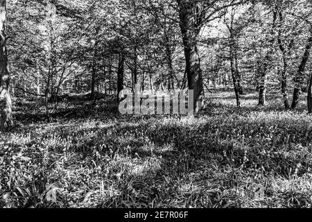 Image en noir et blanc de Bluebell Woods avec lumière du soleil diffusion à travers les branches créant des motifs au printemps du sol forestier Banque D'Images