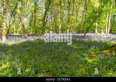 Bluebell Woods avec lumière du soleil à l'avant en streaming à travers les branches Et des feuilles créant des motifs sur le sol de la forêt OG Green et Tapis Blue Bell pour natur Banque D'Images