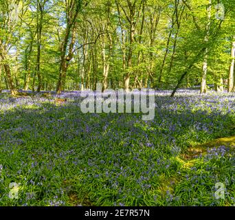 Bluebell Woods avec lumière du soleil à l'avant en streaming à travers les branches Et des feuilles créant des motifs sur le sol de la forêt OG Green et Tapis Blue Bell pour natur Banque D'Images