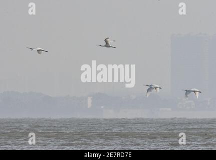 Haikou, province chinoise de Hainan. 18 janvier 2021. Des spatules à face noire survolent une zone humide à Dongfang, dans la province de Hainan, au sud de la Chine, le 18 janvier 2021. POUR ALLER AVEC 'à travers la Chine: Marécages, relevés et espèces en voie de disparition: Les observateurs d'oiseaux pieds nus de Hainan' Credit: Pu Xiaobu/Xinhua/Alay Live News Banque D'Images