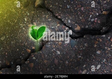 Plante verte qui pousse à partir de fissures dans l'asphalte sur la route. Début de la nouvelle vie, croissance, motivation, concept de lutte Banque D'Images