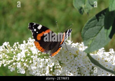 tortoiseshell papillon se nourrissant sur buddleja buddleia bush Banque D'Images