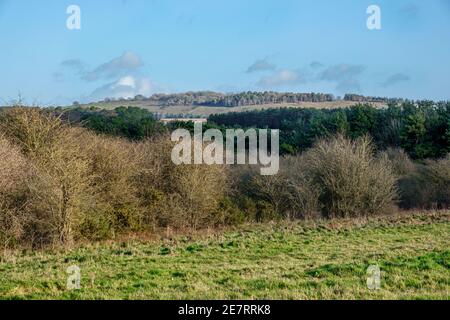 une vue pittoresque et lumineuse sur plusieurs broussailles et forêts à une colline lointaine surmontée d'une forêt avec un ciel bleu à motifs Banque D'Images