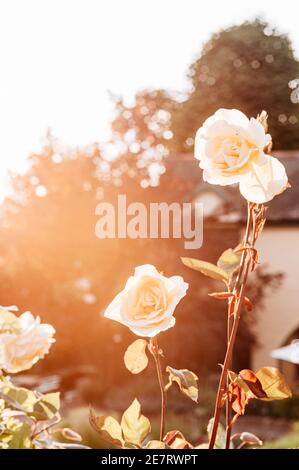 Roses dans la chaleur du soleil couchant Banque D'Images