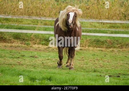 Drôle de cheval sur un pré secouait sa tête et Ressemble à Donald Trump Banque D'Images