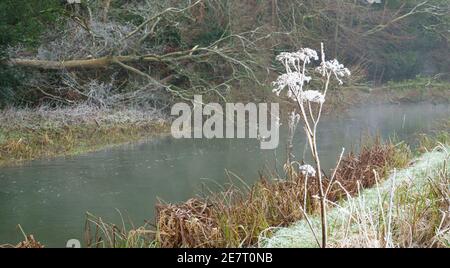 une grande glace couverte hiver fleur d'automne sur la glace Rives d'une rivière brumeuse avon dans le Wiltshire Banque D'Images