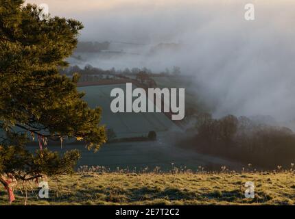 Vue au lever du soleil de Pewsey Vale avec la brume qui monte comme un tsunami, vue de Lone Scots Pine, Martinsell Hill, Wiltshire, North Wessex Downs AONB Banque D'Images