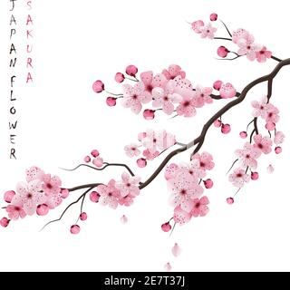 Branche réaliste de cerise sakura japan avec illustration vectorielle de fleurs en fleurs Illustration de Vecteur