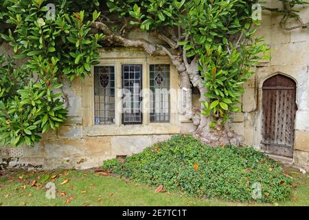 Une ancienne fenêtre au plomb avec un cadre en béton sous un Grand arbuste vert dans une ancienne maison de campagne anglaise Banque D'Images