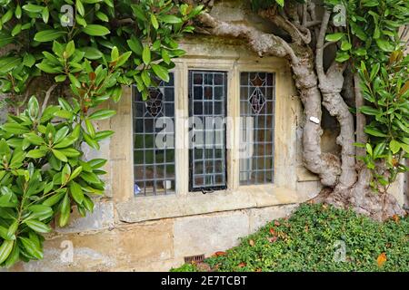 Une ancienne fenêtre au plomb avec un cadre en béton sous un Grand arbuste vert dans une ancienne maison de campagne anglaise Banque D'Images