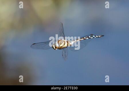 Hawker Migrants (Aeshna mixta) en vol Banque D'Images