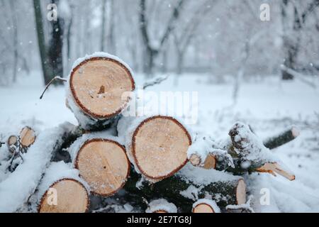 Troncs d'arbres dans une forêt enneigée, bois de chauffage pour poêle, travail d'un bûcheron Banque D'Images