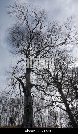 regarder vers le haut dans un grand vieux arbre anglais avec perdu branches et bavures Banque D'Images