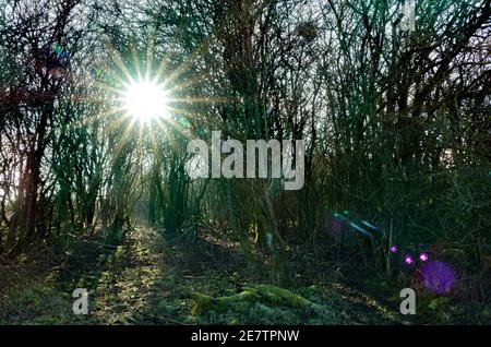 hiver après-midi soleil corona débordant à travers des buissons d'aubépine sur salisbury simple Banque D'Images