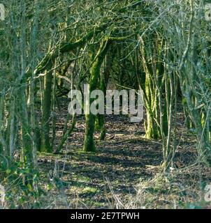 le lichen lumineux brillant brille vert vif sur les buissons aubépine plaine de salisbury Banque D'Images