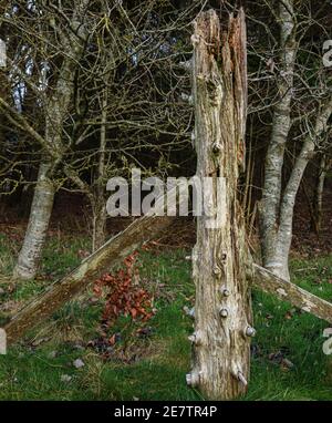 très vieux et pourri de clôture en bois naturel poteau d'angle Banque D'Images