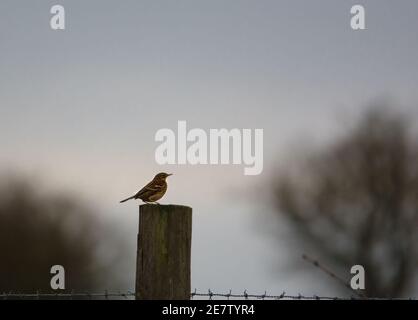 Un pré-pipit d'hiver perché au sommet d'une clôture Banque D'Images