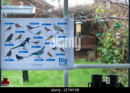 Participation à la montre d'oiseaux Big Garden avec une carte d'identification d'oiseau RSPB dans la fenêtre de la cuisine, Royaume-Uni, janvier 2021 Banque D'Images