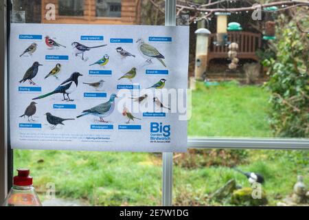 Participation à la montre d'oiseaux Big Garden avec une carte d'identification d'oiseau RSPB dans la fenêtre de la cuisine, Royaume-Uni, janvier 2021 Banque D'Images