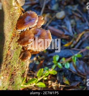 petit groupe de champignons poussant sur un visage de rondins brillent en plein soleil le matin Banque D'Images