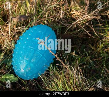 grenade à main en plastique bleu couché dans l'herbe Banque D'Images