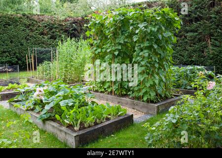 Patchwork de légumes avec lits surélevés dans un grand jardin anglais, Royaume-Uni Banque D'Images