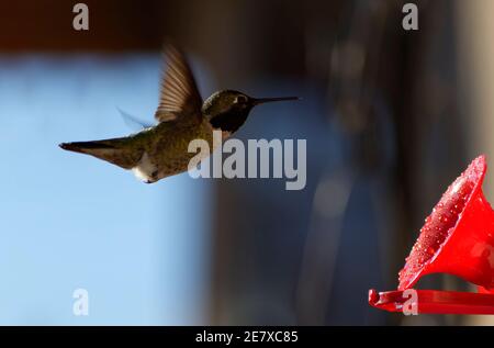 Hummingbird Drinking from Hummingbird Feeder Banque D'Images