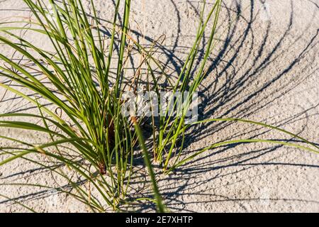 L'herbe de mer est stratégiquement plantée dans les dunes de sable pour aider à prévenir l'érosion de plage. Banque D'Images