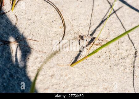 A pair of grasshoppers are perfectly camouflaged to blend in with the sand. Banque D'Images