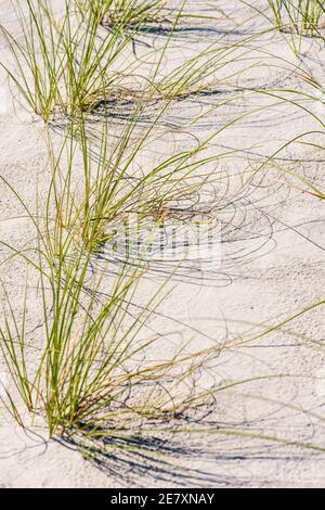 L'herbe de mer est stratégiquement plantée dans les dunes de sable pour aider à prévenir l'érosion de plage. Banque D'Images