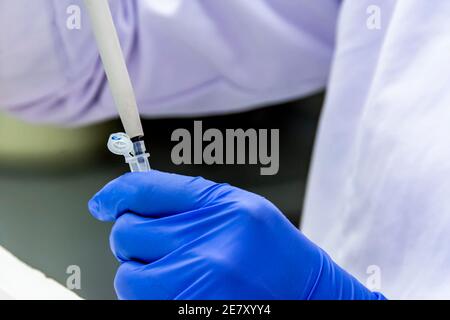 Le scientifique place l'échantillon dans le tube tout en portant une protection gants afin de ne pas être infecté pendant la recherche pour le vaccin contre le covid19 Banque D'Images