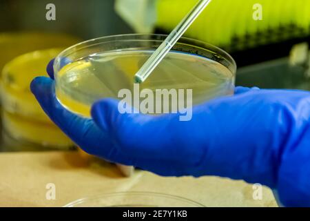 Un scientifique répandant un milieu liquide de bactéries sur une plaque de gélose sous la hotte à flux laminaire. Recherche en microbiologie réalisée en laboratoire moderne, gros plan Banque D'Images