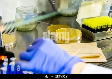 Équipement de laboratoire dans la hotte à flux laminaire. Pointes de pipettes, papier absorbant, boîte de Petri avec agar en laboratoire Banque D'Images