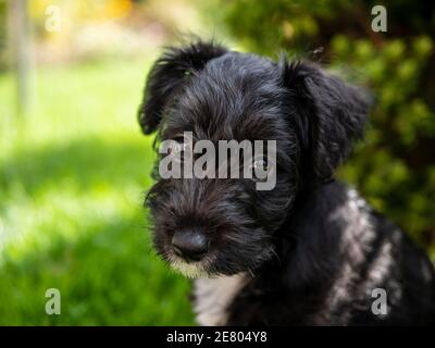 Jack Russel et Toy Poodle crossBreed, un Jackapoo, chiot dans le jardin avec de grands yeux sombres regardant directement dans l'appareil photo Banque D'Images